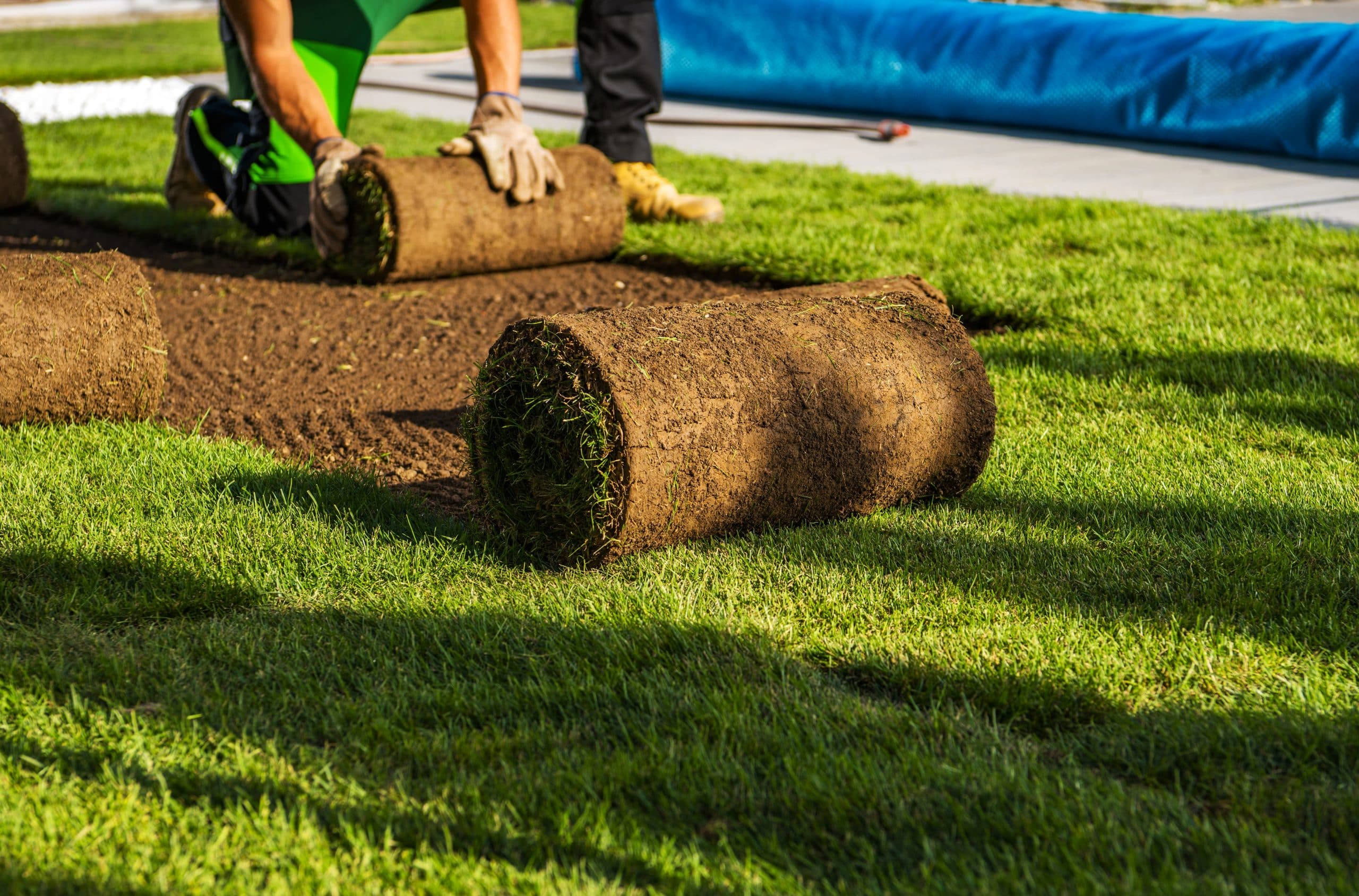 Lawn Renovation