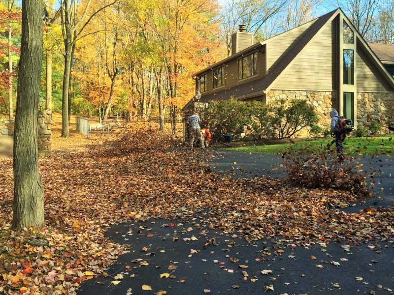 Fall Clean Up