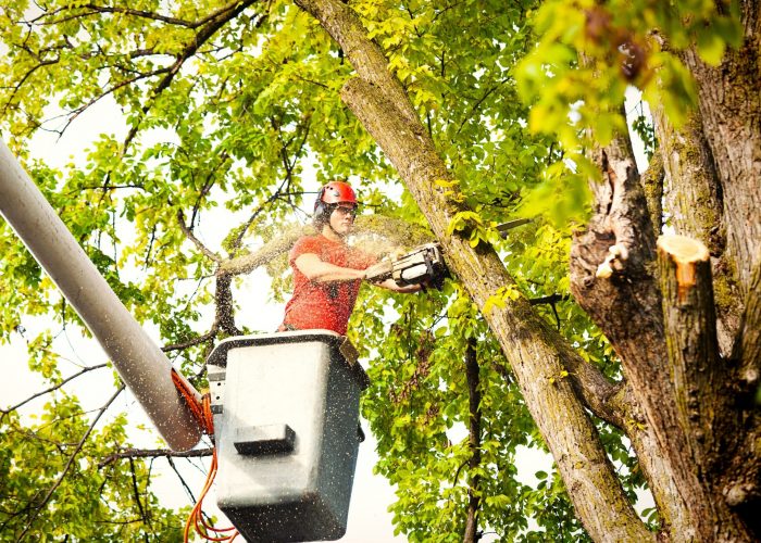 Tree work