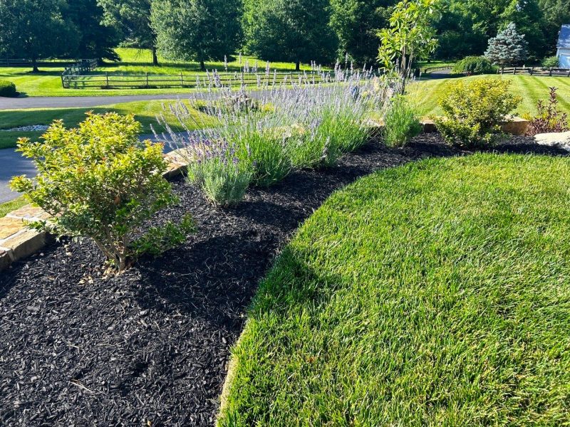 Commercial Lawn Maintenance