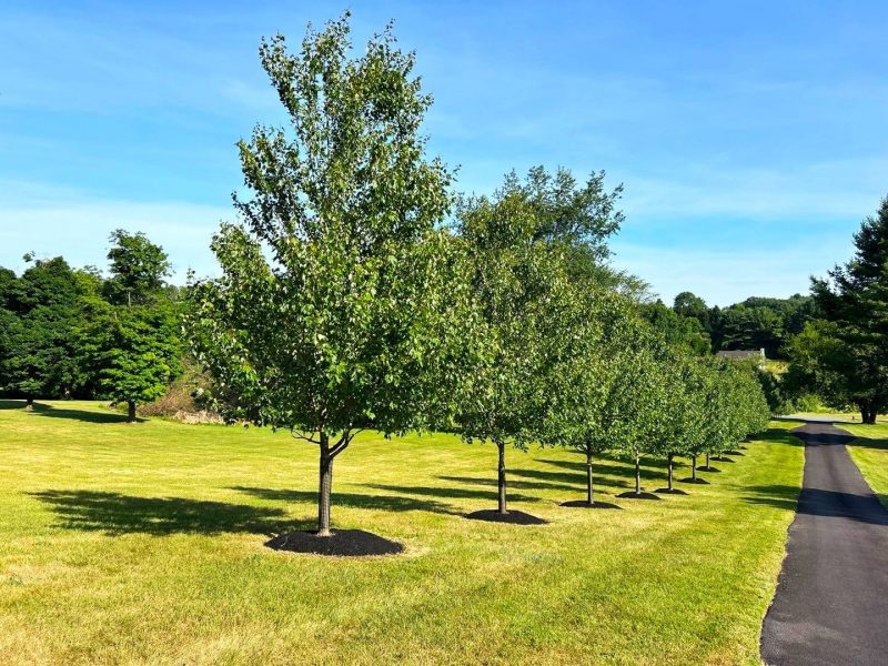 mulching_garden_5
